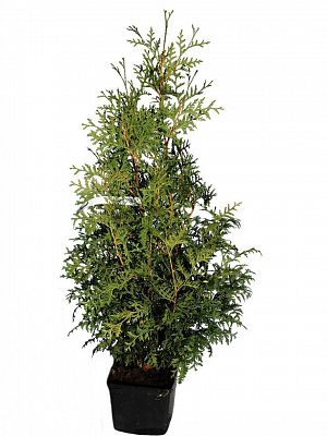 Туя Брабант (thuja occidentalis brabant) H80