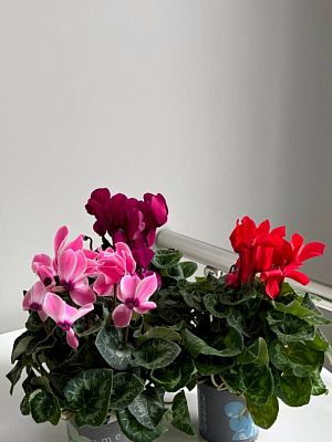 Цикламен Геменг D12см