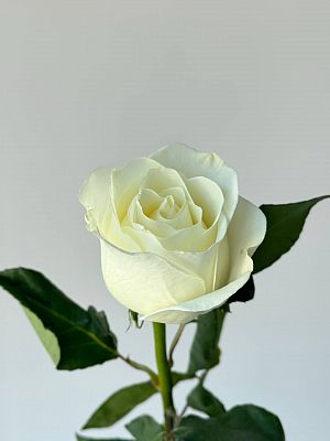 Роза Эквадор 40 см микс