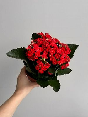 Каланхоэ Каландива D15