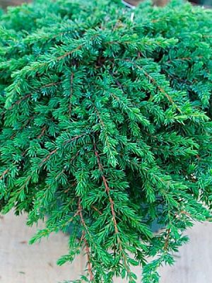 Можжевельник Greenmantle