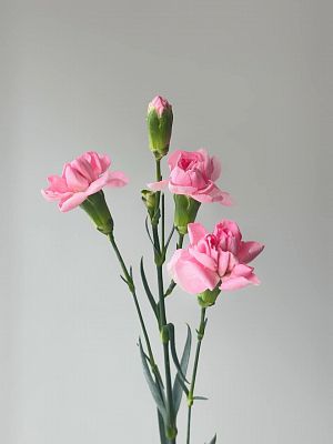 Гвоздика кустовая цветная микс